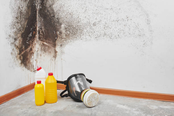Best Emergency Mold Removal  in Lucerne Valley, CA
