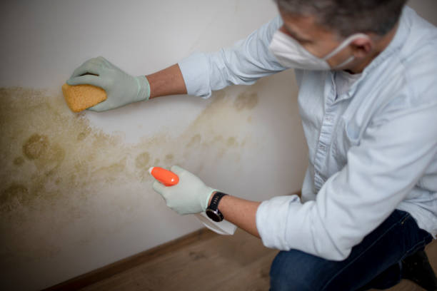 Crawl Space Mold Removal in Lucerne Valley, CA