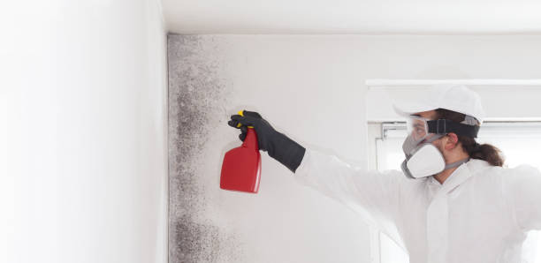 Best Mold Damage Repair  in Lucerne Valley, CA