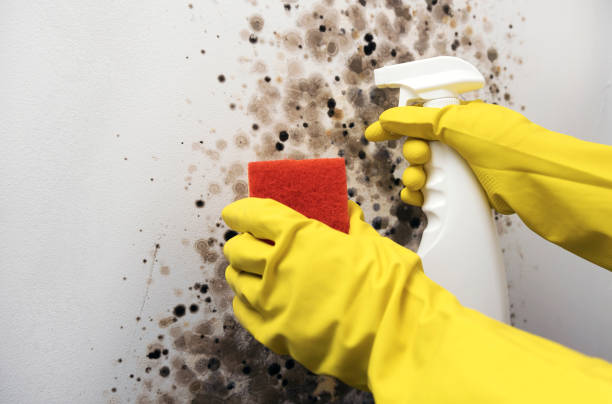 Best Local Mold Removal Service  in Lucerne Valley, CA