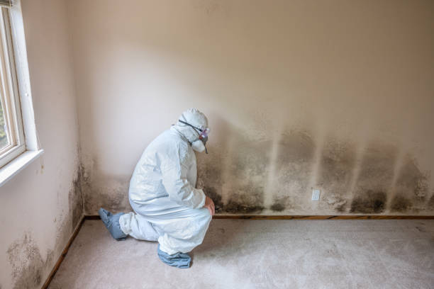 Best Attic Mold Removal  in Lucerne Valley, CA