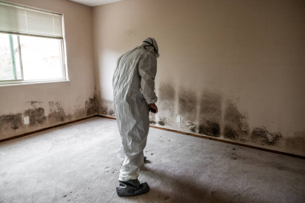 Best Mold Cleaning Services  in Lucerne Valley, CA