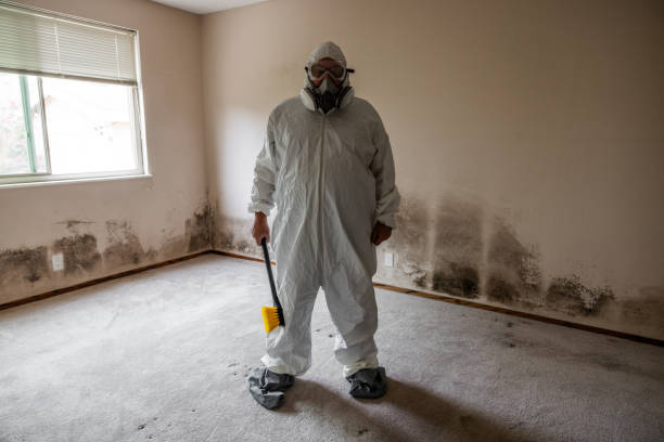 Best Fast Mold Removal  in Lucerne Valley, CA