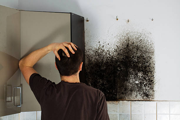 Best Mold Cleaning Services  in Lucerne Valley, CA