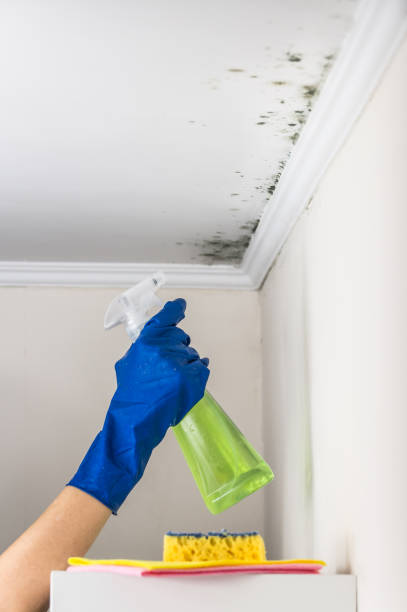 Office Mold Removal Services in Lucerne Valley, CA